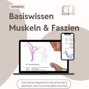 Basiswissen Muskulatur und Faszien